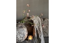 Astrantia Spray  